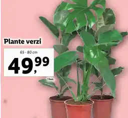Lidl Plante verzi Ofertă