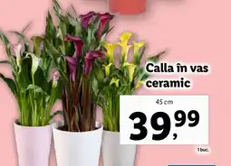 Lidl Calla in vas ceramic Ofertă