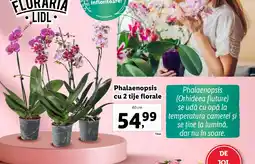 Lidl Phalaenopsis cu 2 tije florale Ofertă