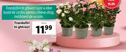 Lidl Trandafiri în ghiveci Ofertă