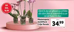 Lidl Phalenopsis multiflorǎ 2 tije florale Ofertă