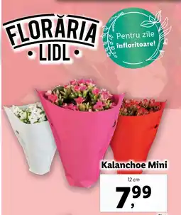 Lidl Kalanchoe Mini Ofertă