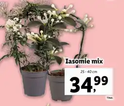 Lidl Iasomie mix Ofertă