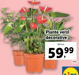 Lidl Plante verzi decorative Ofertă