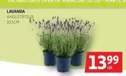 Auchan Lavanda angustifolia Ofertă