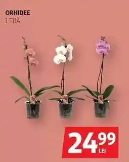 Auchan Orhidee Ofertă