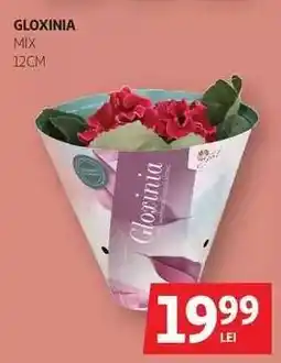Auchan Gloxinia Ofertă