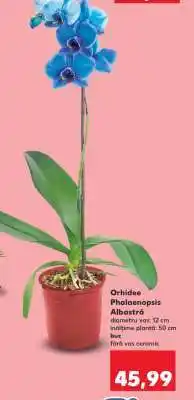 Kaufland Orhidee Phalaenopsis albastră Ofertă