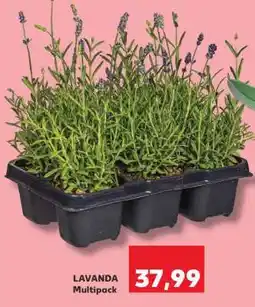 Kaufland LAVANDA Multipack Ofertă