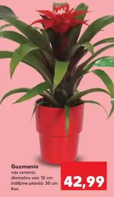 Kaufland Guzmania Ofertă