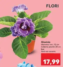Kaufland Gloxinia Ofertă