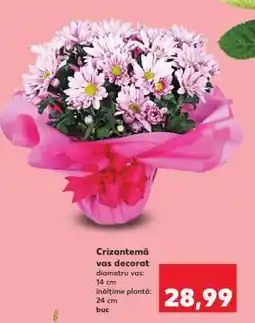 Kaufland Crizantemă vas decorat Ofertă