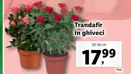 Lidl Trandafir în ghiveci Ofertă