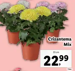 Lidl Crizantema Mix Ofertă