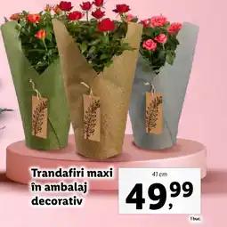 Lidl Trandafiri maxi în ambalaj decorativ Ofertă