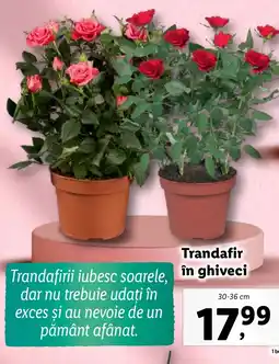 Lidl Trandafir în ghiveci Ofertă