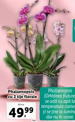Lidl Phalaenopsis cu 2 tije florale Ofertă