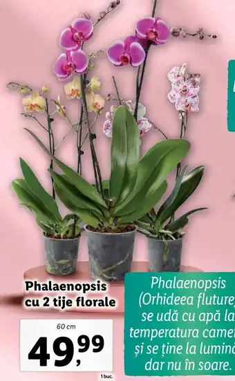 Lidl Phalaenopsis cu 2 tije florale Ofertă