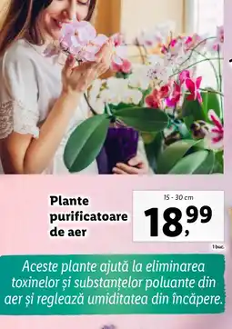 Lidl Plante purificatoare de aer Ofertă