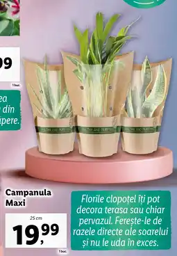 Lidl Campanula Maxi Ofertă