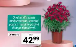 Lidl Leandru Ofertă