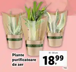 Lidl Plante purificatoare de aer Ofertă