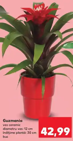 Kaufland Guzmania Ofertă