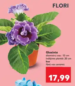 Kaufland Gloxinia Ofertă