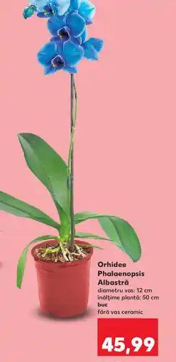 Kaufland Orhidee Phalaenopsis Albastră Ofertă