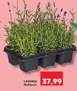 Kaufland Lavanda Multipack Ofertă
