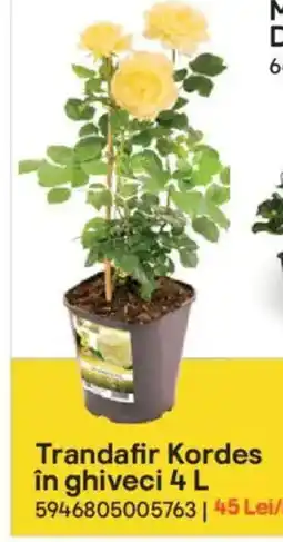 Brico Depôt Trandafir Kordes în ghiveci Ofertă