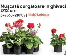 Brico Depôt Muscată curgătoare în ghiveci D12 cm Ofertă