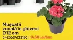 Brico Depôt Muscatǎ zonală în ghiveci D12 cm Ofertă