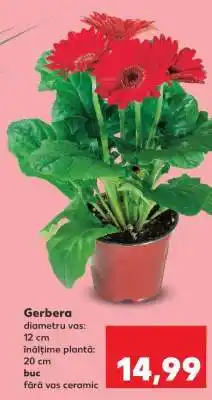 Kaufland Gerbera Ofertă