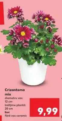 Kaufland Crizantema mix Ofertă