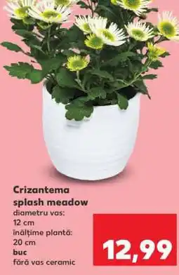 Kaufland Crizantema splash meadow Ofertă