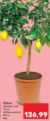 Kaufland Citrus Ofertă