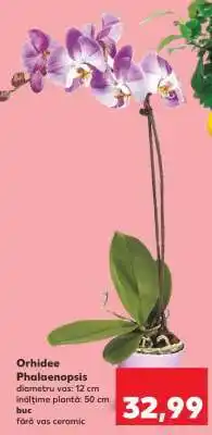 Kaufland Orhidee Phalaenopsis Ofertă