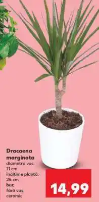 Kaufland Dracaena marginata Ofertă