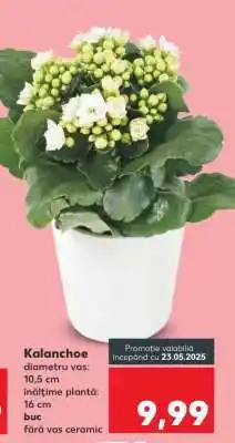 Kaufland Kalanchoe Ofertă