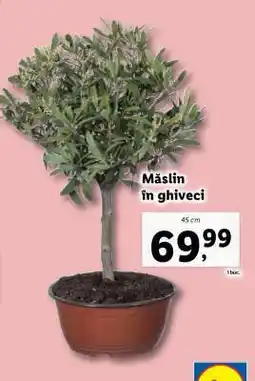 Lidl Măslin în ghiveci Ofertă