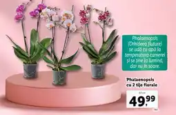 Lidl Phalaenopsis cu 2 tije florale Ofertă