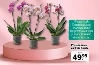 Lidl Phalaenopsis cu 2 tije florale Ofertă