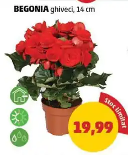 Penny BEGONIA ghiveci, 14 cm Ofertă