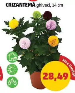 Penny CRIZANTEMĂ ghiveci 14 cm Ofertă