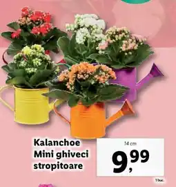 Lidl Kalanchoe Mini ghiveci stropitoare Ofertă