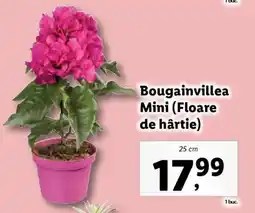Lidl Bougainvillea Mimi (Floare de hârtie) Ofertă