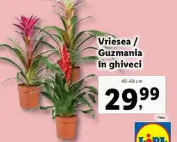 Lidl Vriesea / Guzmania în ghiveci Ofertă
