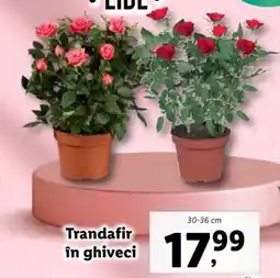 Lidl Trandafir în ghiveci Ofertă