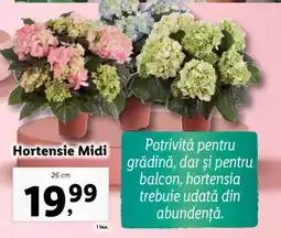 Lidl Hortensie Midi Ofertă
